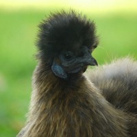 Silkiefeather
